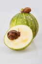 Garden Snail crawling on a green zucchini on a white background. Royalty Free Stock Photo