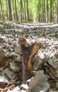 Garden snail crawling over trunk at poplar plantation