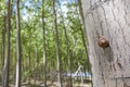 Garden snail crawling over trunk at poplar plantation Royalty Free Stock Photo