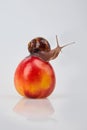 Garden Snail crawling on a red nectarine on a white background. Royalty Free Stock Photo