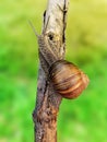 Garden snail crawling stock photo Royalty Free Stock Photo