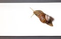 Garden snail crawling on a white rectangular plate, top view Royalty Free Stock Photo