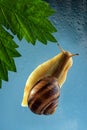 A garden snail crawls on wet glass. Snail and green leaf on a blue background Royalty Free Stock Photo