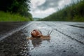 Garden snail crawls on wet road, journeying home under overcast sky