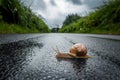 Garden snail crawls on wet road, journeying home under overcast sky Royalty Free Stock Photo