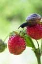 Garden snail creeping on a strawberry