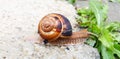 garden snail eating green plant Royalty Free Stock Photo