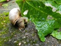 Garden Snail Eating Leaf