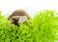 Garden snail is eating lettuce leaves