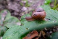 Garden snail eats strawberry leaves, berry garden, bush