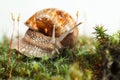 Garden snail on forest floor Royalty Free Stock Photo