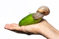 Garden snail on a fresh cucumber