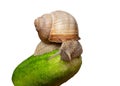 Garden snail on a fresh cucumber Royalty Free Stock Photo