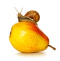 Garden snail on fresh pear isolated . Royalty Free Stock Photo