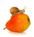 Garden snail on fresh pear isolated . Royalty Free Stock Photo