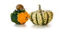 Garden snail on fresh pumpkin isolated.