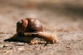 Garden Snail Gliding On Ground In Sunny Summer Day