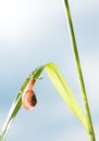 Garden snail on grass after rain Royalty Free Stock Photo