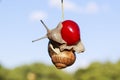 Garden snail hanging on ripe red berry cherries in the summer a Royalty Free Stock Photo