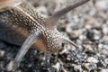 Garden snail head Royalty Free Stock Photo