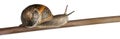 Garden Snail, Helix aspersa Royalty Free Stock Photo