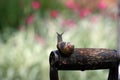 Garden snail (Helix aspersa) Royalty Free Stock Photo
