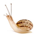 Garden Snail, Helix aspersa, in front of white