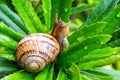 Garden Snail Helix aspersa, gliding on the wet plant in the garden. Macro close-up blurred green background. Short depth of focu Royalty Free Stock Photo