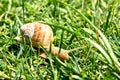 Garden Snail Helix Aspersa in the Grass Royalty Free Stock Photo