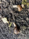 Garden snail. Helix aspersa Muller. Mollusc from gastropods.