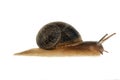 Garden snail Helix aspersa Royalty Free Stock Photo