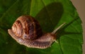 Garden snail and his shadow Royalty Free Stock Photo