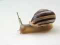 Garden Snail with horns high Royalty Free Stock Photo