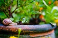 Garden snail I Royalty Free Stock Photo