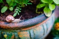Garden Snail II Royalty Free Stock Photo