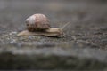 Garden snail Royalty Free Stock Photo