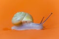 Garden snail isolated on orange background. Nice snail Royalty Free Stock Photo