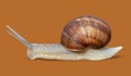 Garden snail isolated on orange background Royalty Free Stock Photo