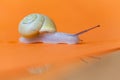 Garden snail isolated on orange background with reflection. Royalty Free Stock Photo