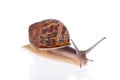 Garden snail isolated on white background Royalty Free Stock Photo