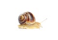 Garden snail isolated on white Royalty Free Stock Photo