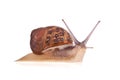 Garden snail isolated Royalty Free Stock Photo