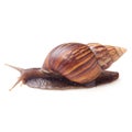 Garden Snail isolated on a white background Royalty Free Stock Photo