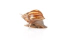 Garden snail isolated on white background. Royalty Free Stock Photo