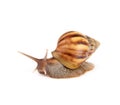 Garden snail isolated on white background. Royalty Free Stock Photo