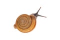 Garden snail isolated on white background. Royalty Free Stock Photo