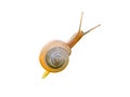 Garden snail isolated on white background Royalty Free Stock Photo