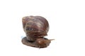 Garden snail isolated on white, Close up Snail Royalty Free Stock Photo