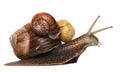 Garden snail isolated on white. Mother snail carries her children. Royalty Free Stock Photo