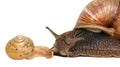 Garden snail isolated on white. Snail and baby snail family. Royalty Free Stock Photo